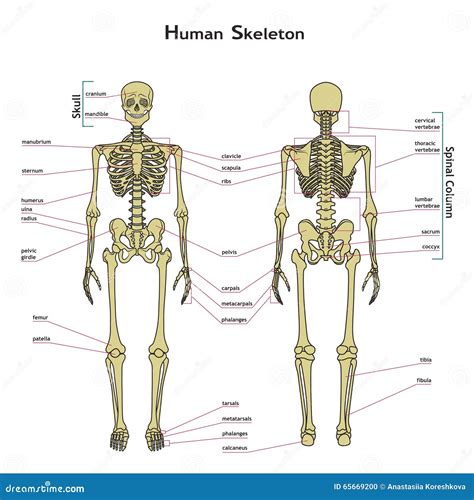 Human Skeleton Front And Rear View With Explanatations Stock Vector