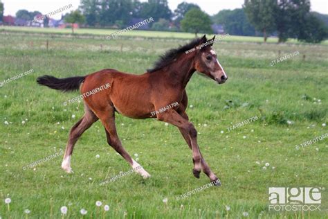 Galloping Foal Stock Photo Picture And Rights Managed Image Pic Tfa