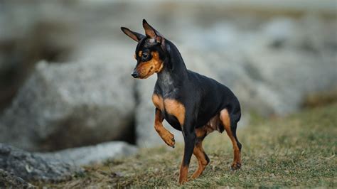 Miniature Pinscher And Poodle Mix Cute Of Animals