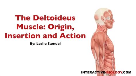 The biceps femoris long head and short head both insert onto the head of the fibula. 090 The Deltoideus Muscle: Origin, Insertion, and Action ...