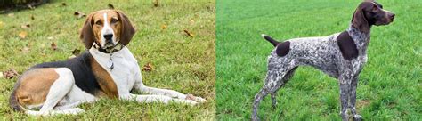 German Shorthaired Pointer Vs American English Coonhound Breed Comparison