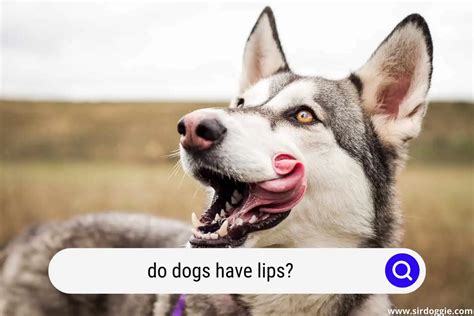 Do Dogs Have Lips Detailed Explanation