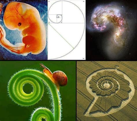 The golden ratio is a special number approximately equal to 1.618 that appears many times in mathematics, geometry, art, architecture and other many buildings and artworks have the golden ratio in them, such as the parthenon in greece, but it is not really known if it was designed that way. Examples of the golden ratio in nature. Sacred geometry ...