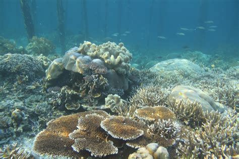 Petua rawatan batu karang dalam hempedu (gallstone flush) tanpa pembedahan. oes7man.com: Ekosistem Terumbu Karang