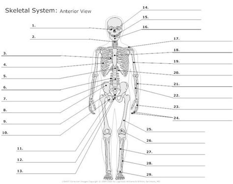 Anatomy And Physiology Study Guide Diagram Quizlet