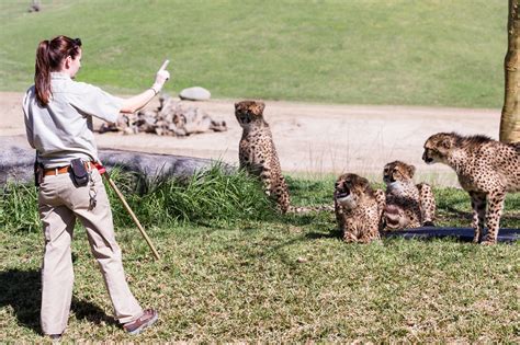 A Typical Day In The Life Of A Zookeeper International Career Institute