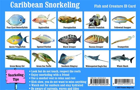 Caribbean Snorkeling Fish Identification Card Franko Maps