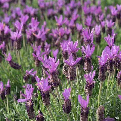 Spanish Lavender — Green Acres Nursery And Supply