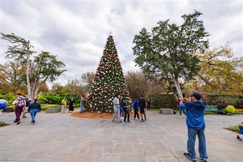 Overcast View Of A Christmas Tree In The Dallas Arboretum And Botanical