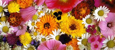 Old woman dream explanation — in a dream, an old woman represents the ending of one's life in this world, sorrows, the hereafter, wine, or bearing children after having lost hope in one's fertility. Dream Meaning of Flower - Dream Interpretation