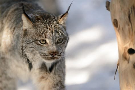 Battle Over Incidental Canada Lynx Trapping Goes To Court Maine Public