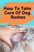 How To Take Care Of Dog Rashes? - Doggie Cube | Dog rash, Dog skin care ...