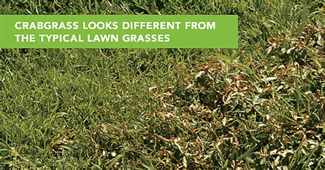 How to control or kill crabgrass? How To Get Rid of Crabgrass In Lawn And Clover Just Like A Pro