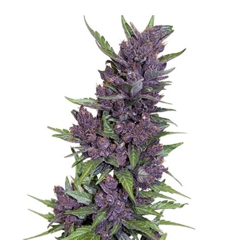 Purple Kush Seeds Leafly