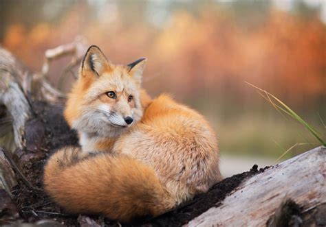 Red Fox In Autumn Red Foxes Photo Fanpop
