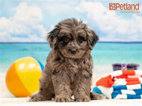 Download our petland app today for information on your local petland's available pets and pet supplies. Petland Florida has Aussiepoo puppies for sale! Check out ...