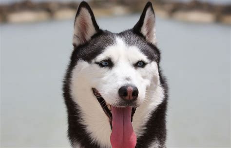 Smiling Husky Dog Full Hd Wallpaper And Background Image 1935x1249