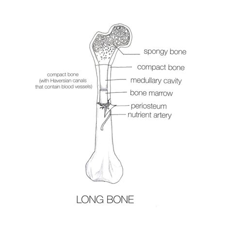 Long Bone Diagram Labled Bone Is Found In The Shafts Of Long Bone And