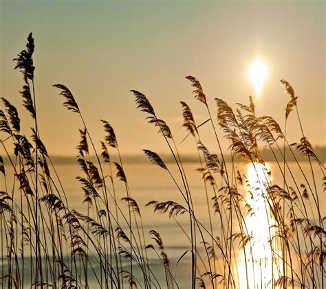 Wallpaper Sunlight Food Sunset Water Nature Field Branch Morning Sun Dry Grass Wheat