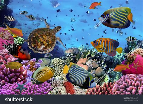 Colorful Coral Reef Many Fishes Sea Stock Photo 385106143