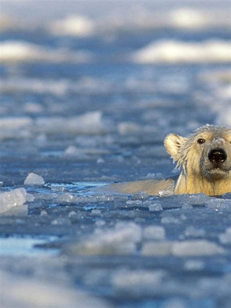 Polar Bear Swimming
