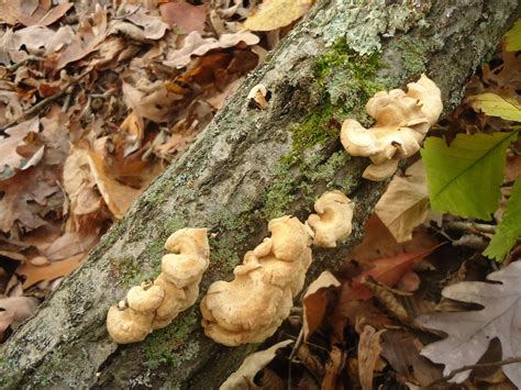 Fungus Growing On Tree Trunk Image Free Stock Photo Public Domain