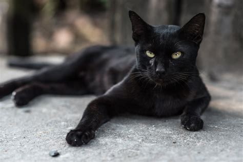 A superior breed of cats. Black Cat Names - CatTime