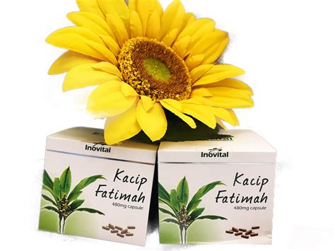 For purposes of clarification, pregnant women can consume the herb kacip fatimah only during the last week or two of pregnancy to help prepare for child birth (by strengthening the uterus and birth canal). Kacip Fatimah - dynaircanada