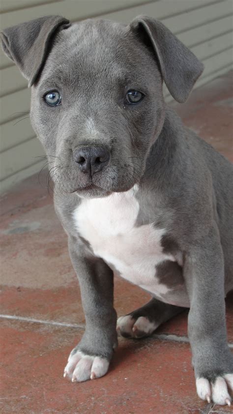 As 25 Melhores Ideias De Blue Nose Pitbull Puppies No Pinterest