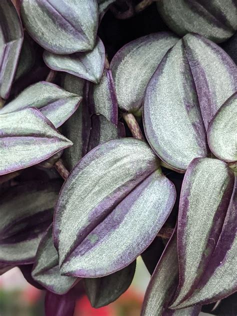 9 Gorgeous Silver Houseplants To Add To Your Collection In 2021
