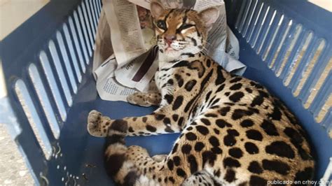 Rescued Margay Might Survive Critical Conditions American Expatriate