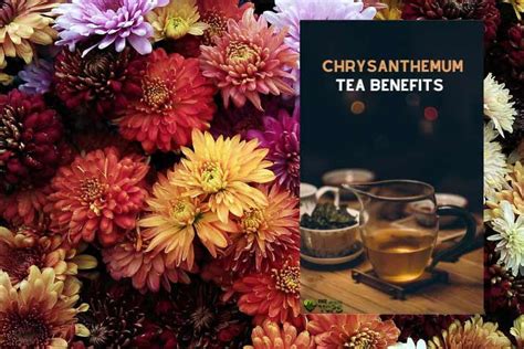 Chrysanthemum Tea Benefits All You Need To Know