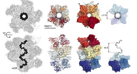 Scientists Capture Images Of Antibodies Working Together Against