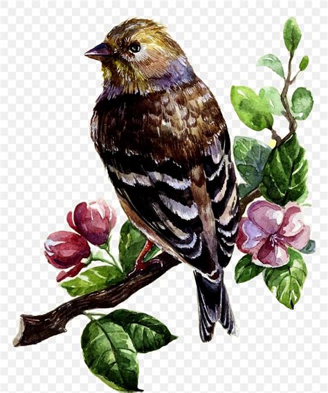 Bird Watercolor Painting Drawing Clip Art Png 804x984px Bird Art