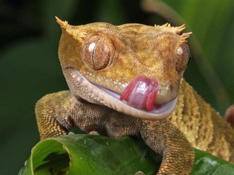 Crested Gecko Diet And Feeding Guide Vivo Pets