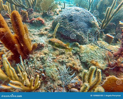 Puffer Fish Swimming Among Hard And Soft Corals Stock Photo Image Of