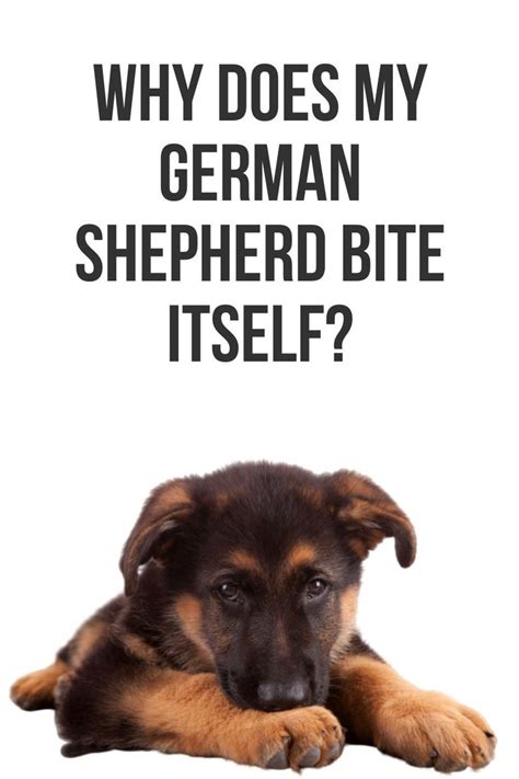 Pin On German Shepherd Tips