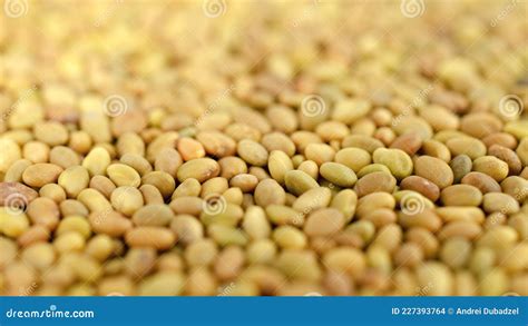 Sweet Clover Seeds Background Top View Texture Close Up Sweet