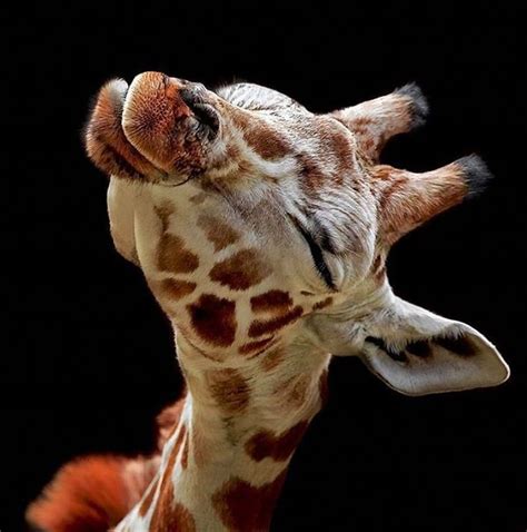 30 Amazing And Cute Pictures Of Giraffes
