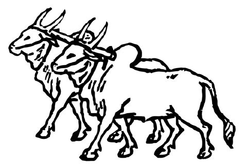 Yoke Oxen Clip Art Black And White Sketch Coloring Page