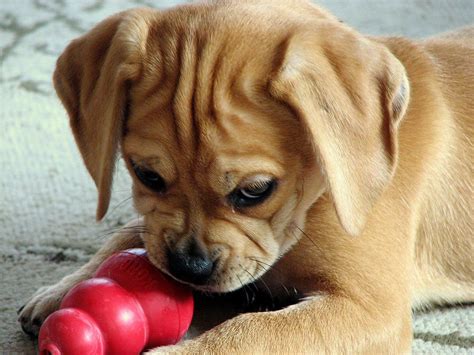 Puggle Puppy Puggle Puppies Cute Dog Mixes Hybrid Dogs