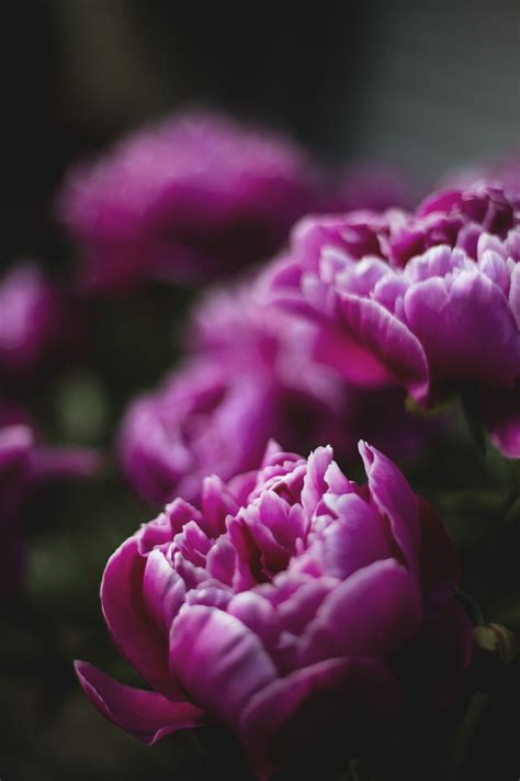 Peonies Pictures Download Free Images On Unsplash Companion