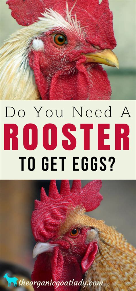 Our selection of egg recipes has everything from essential techniques for perfect scrambled eggs or beautifully boiled eggs to the more adventurous homemade scotch eggs or spanish tortilla. Do Hens Need A Rooster To Lay Eggs? - The Organic Goat Lady
