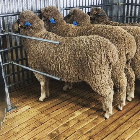 Contact — Boxleigh Park Merinos