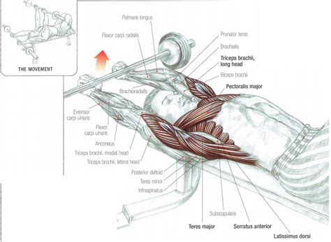 There are three muscles that lie in the pectoral region and exert a force on the upper limb. workout anatomy arms chest | Muscle anatomy, Abdominal ...