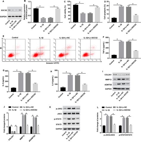 socs2 overexpression alleviated il 1β induced chondrocyte apoptosis download scientific
