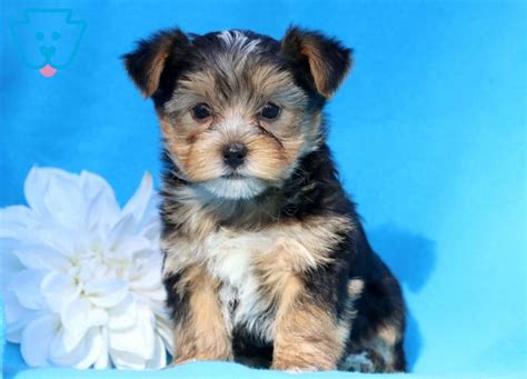 She is a gentle puppy who loves to be held and snuggled. Jojo | Morkie Puppy For Sale | Keystone Puppies