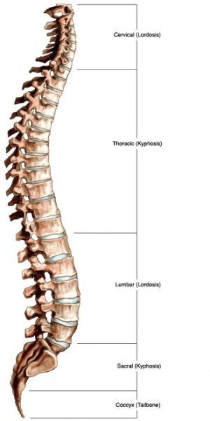 Spinal Column Lumbar Lordosis Spine Surgery Sternocleidomastoid Muscle