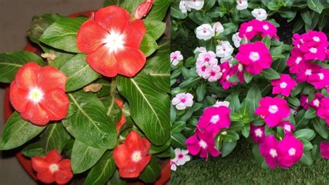 Easy Way To Grow Vinca Periwinkle Flower Plant In The Pot How To