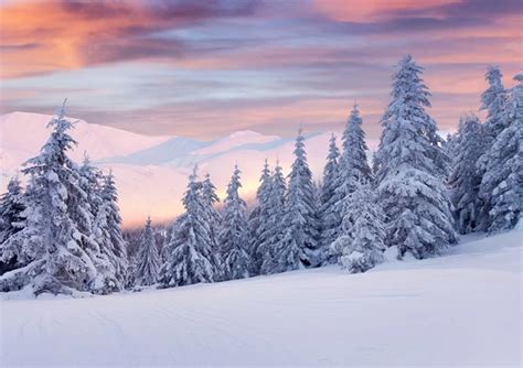 Shop Winter Backdrop Snow Covered Mountains And Pine Trees